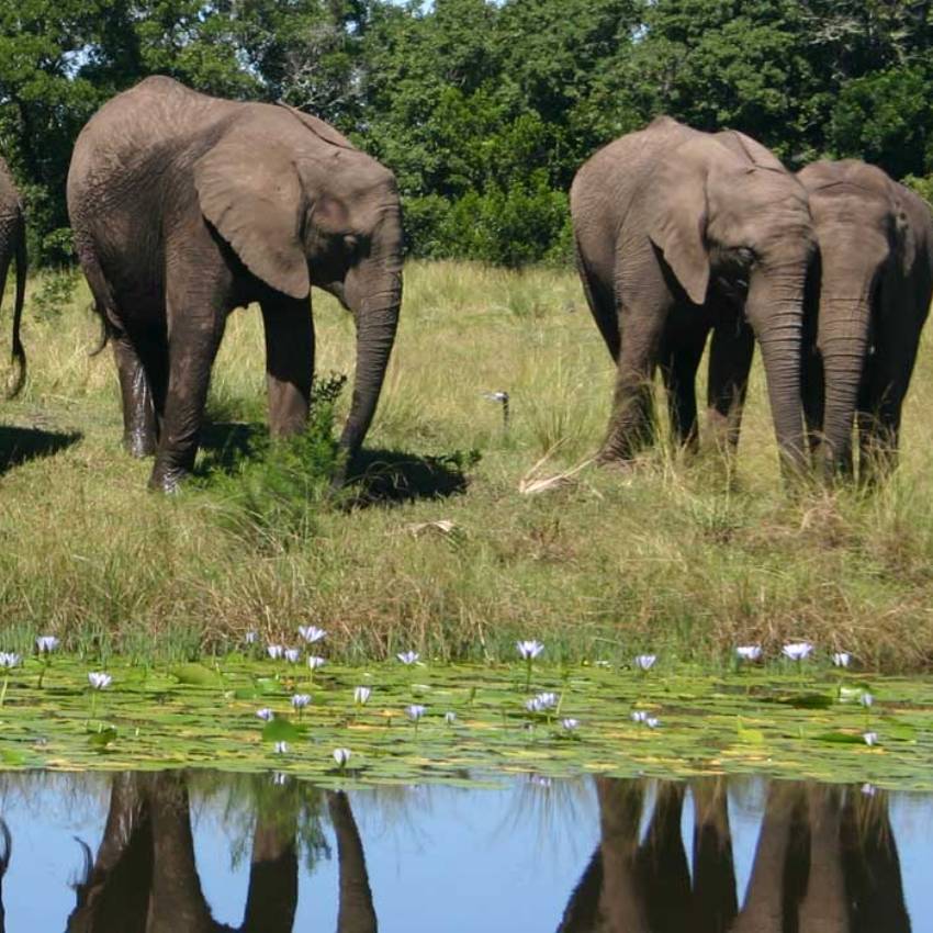 Elephant Sanctuary