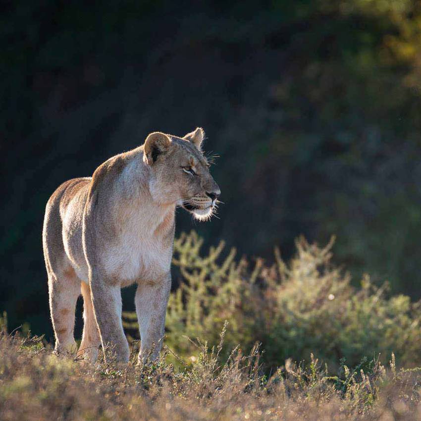 Shamwari Game Reserve